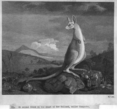 The first sketch of a kangaroo made at Cooktown in 1770
