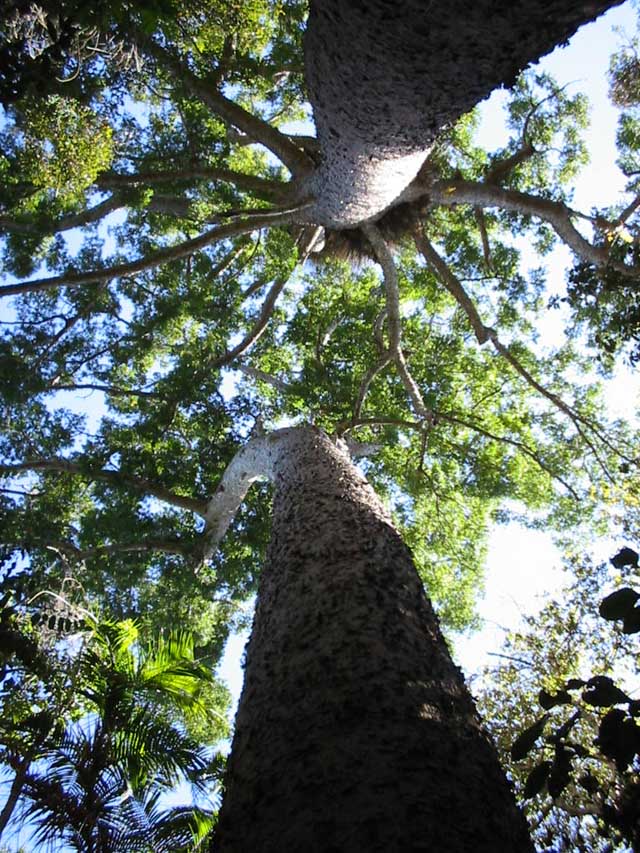 Crater Lakes of Tropical Queensland Australia