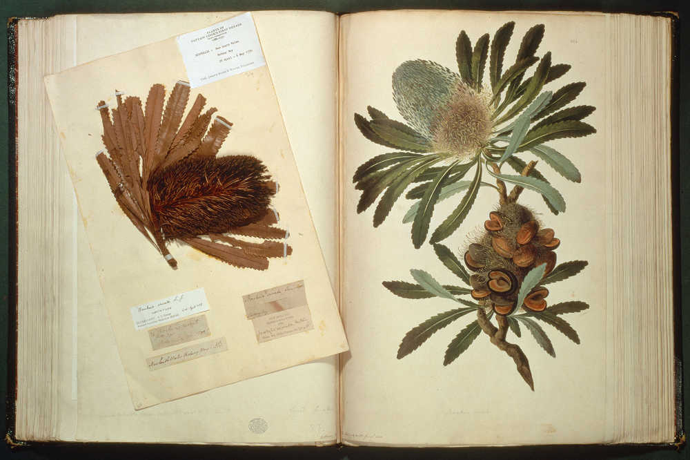 specimen and drawing of Banksia serrata