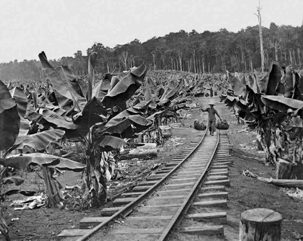 Chinese workers on a banana plantation in North Queensland