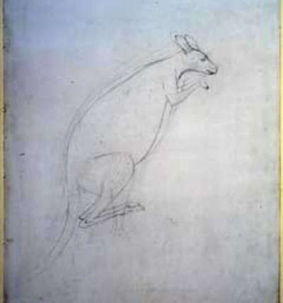 The first sketch of a kangaroo made by a European, Sydney Parkinson, 1770