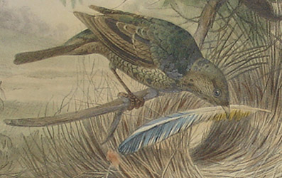 A sketch of the bower bird, by Joseph Wolf (1820-1899)