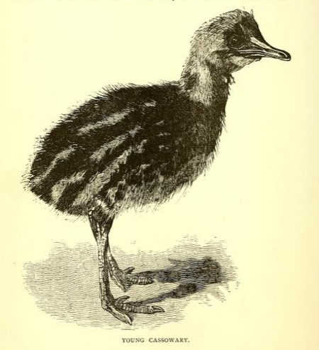 Young cassowary, original illustration from Lumholtz, 1889