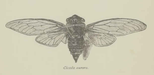 Cicada aurora