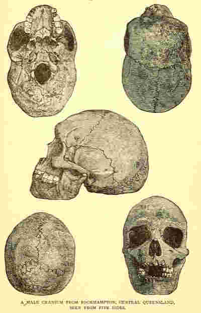 cranium of Australian aboriginal, original illustration from Lumholtz, 1889