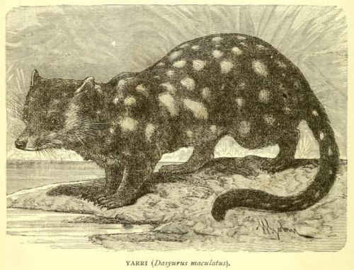 dasyurus, the quoll