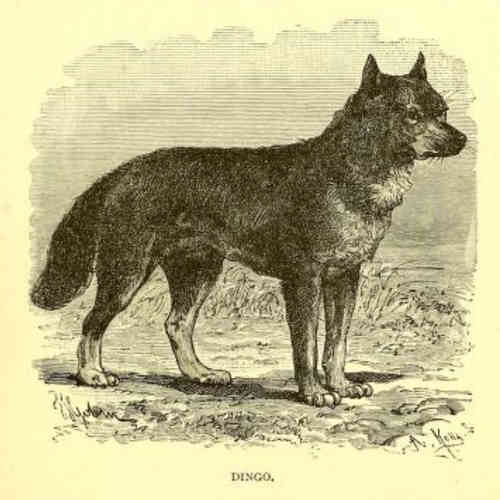 sketch of a dingo that bears little resemblance with the actual animal