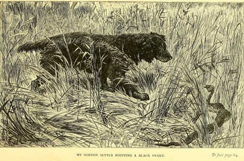 A red-bellied black snake threatens a dog near Mackay, north Queensland. Original illustration from Lumholtz, 
1889