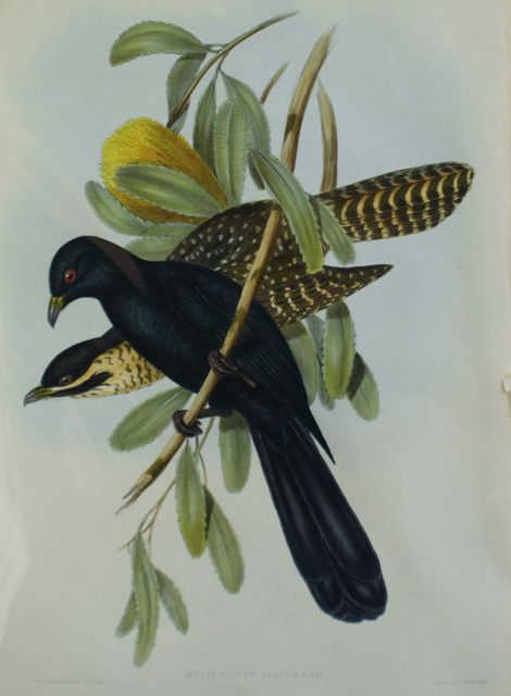 Eudynamis flindersii illustration by Gould