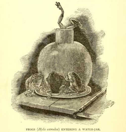 an original illustration from Lumholtz, 1889 showing frogs in and around a water jar at Gracemere Station near Rockhampton, Central Queensland in 1880