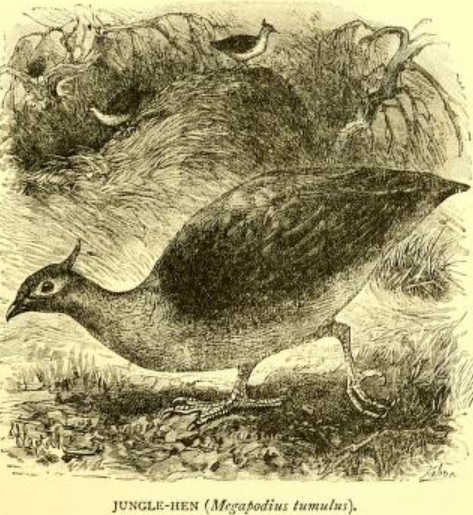 A jungle-hen Megapodius tumulus