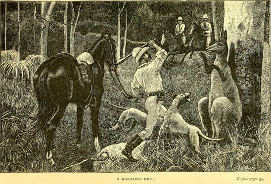 original illustration of kangaroo hunt from Lumholtz Among Cannibals 1889 showing 
dogs and clubs used to hunt the kangaroo in the western Queensland outback