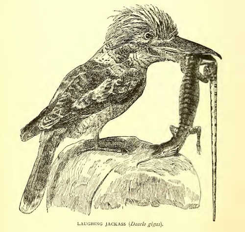 The kookaburra, or laughing jackass