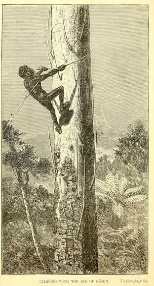 Climbing with the aid of a kamin, original illustration rom Lumholtz, 1889