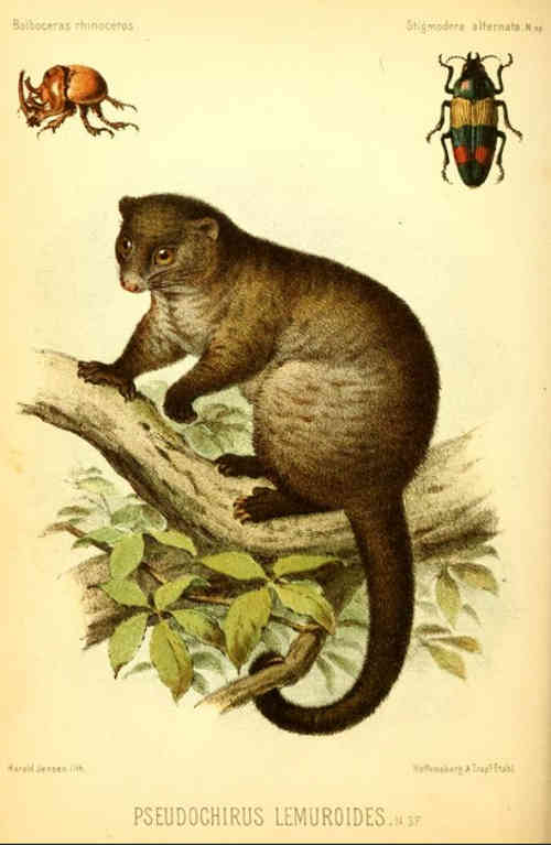 pseudochirus lemuroides, possum