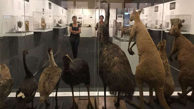 animals in the Macleay Museum at University of Sydney