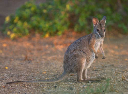 Macropus dorsalis -the black-striped wallaby