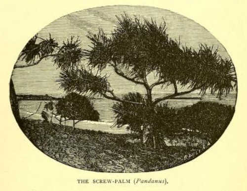 Pandanus, common name screw palm, original illustration from Lumholtz, 1899