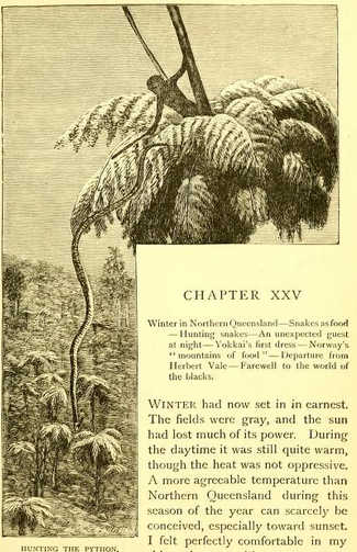 hunting the python original illustration from chapter 25 of Lumholtz, Among Cannibals, 1889