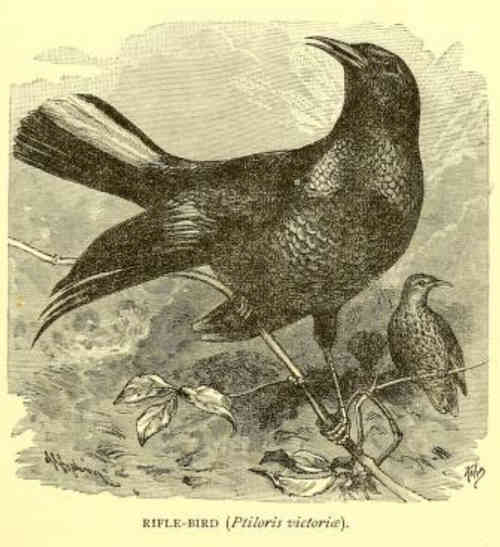 The rifle bird, Ptiloris victoriae