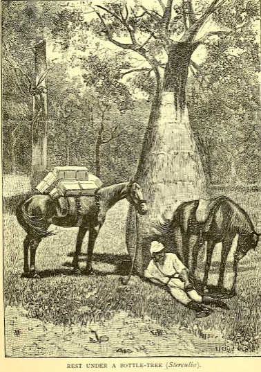 sterculia, the bottle tree, original illustration from Lumholtz, 1889