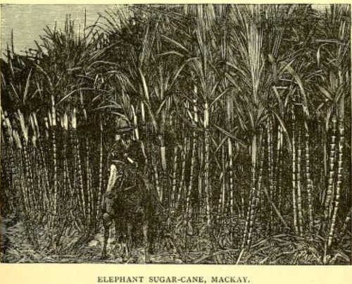 Sugar cane near Mackay, north Queensland. Original illustration from Lumholtz, 1889