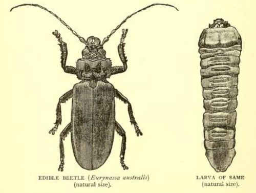 Coleoptera, the witchety grub, larvae and beetle