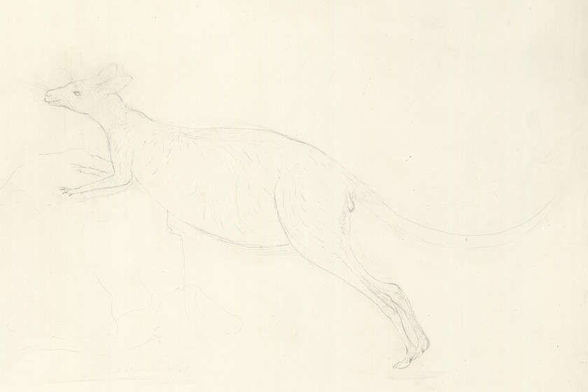 sketch of kangaroo by Sydney Parkinson