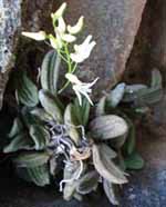 A rare tongue orchid found around Chillagoe north Queensland