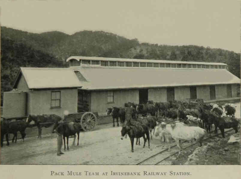 Irvinebank Tramway Station with pack animals in foreground