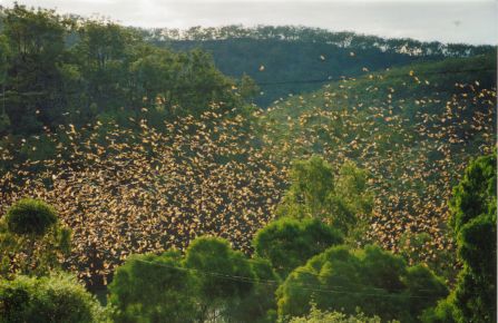 fruit bats flying over Loudon Dam Irvinebank
