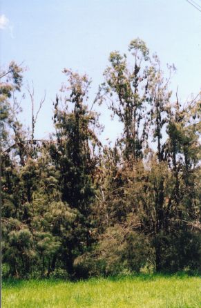 Flying foxes roosting in trees in Irvinebank outback Queensland
